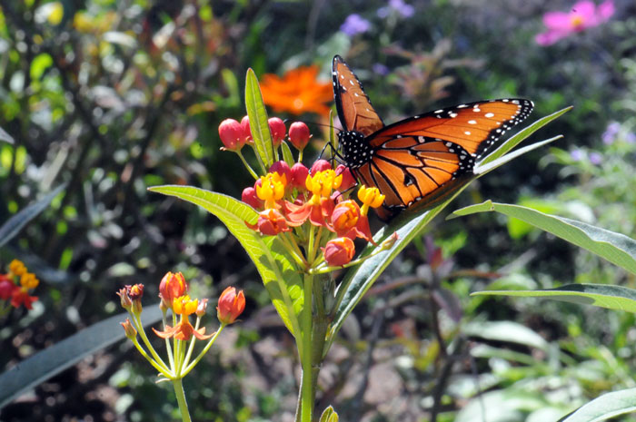 Mexican Butterfly Weed, also called Scarlet Milkweed is a host species for certain butterflies such as the Monarch. The butterfly lays its eggs on the plants and the emerging larvae readily feed on the leaves. Asclepias 